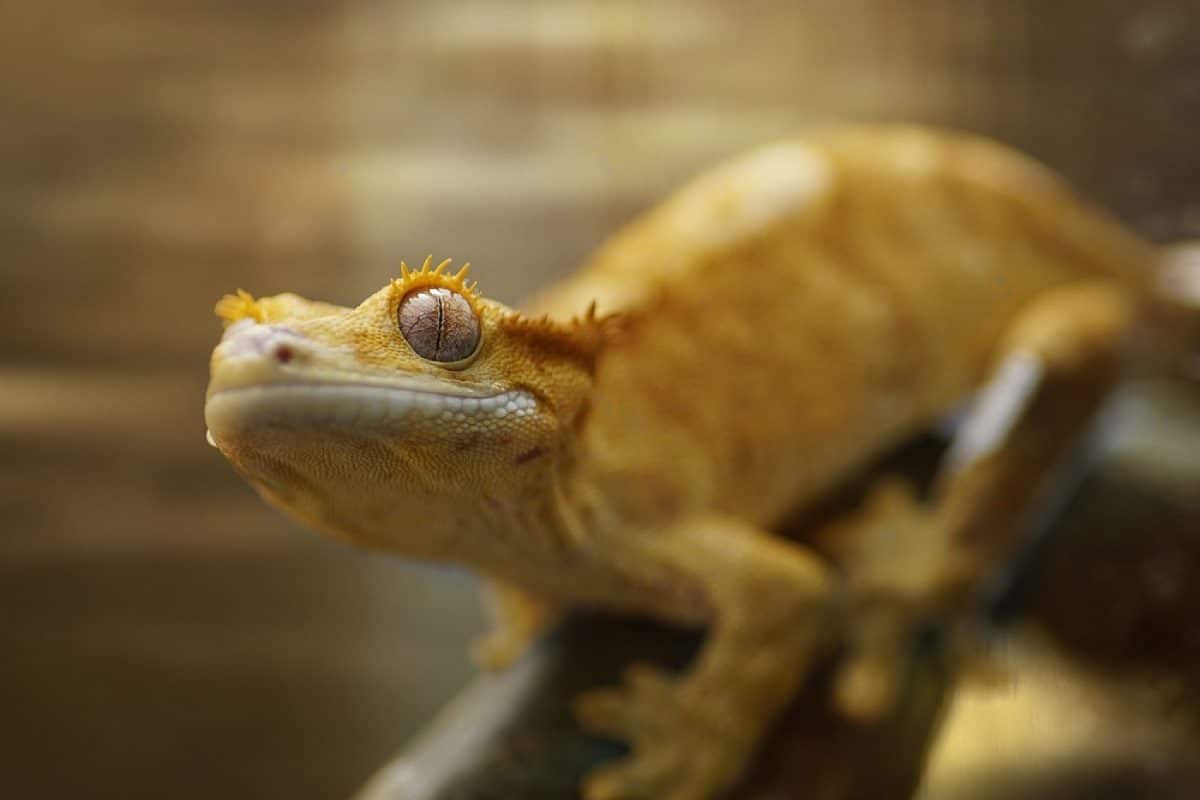 3 raisons d'adopter un gecko à crête