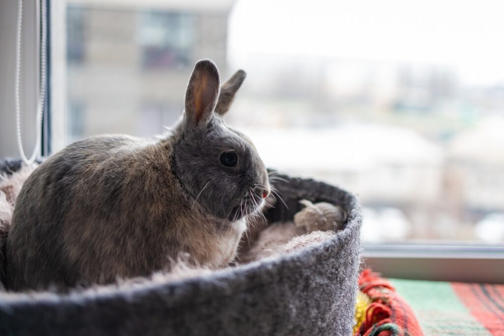 lapin dans appartement étudiant