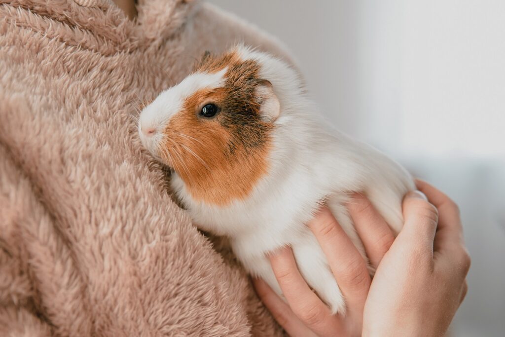 meilleurs animaux pour étudiant