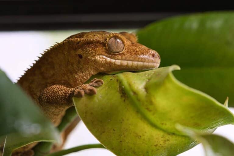 gecko à crête