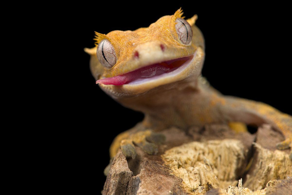 elevage gecko à crete
