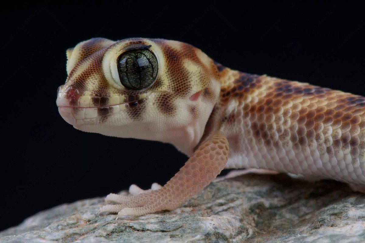 gecko aux yeux de grenouille