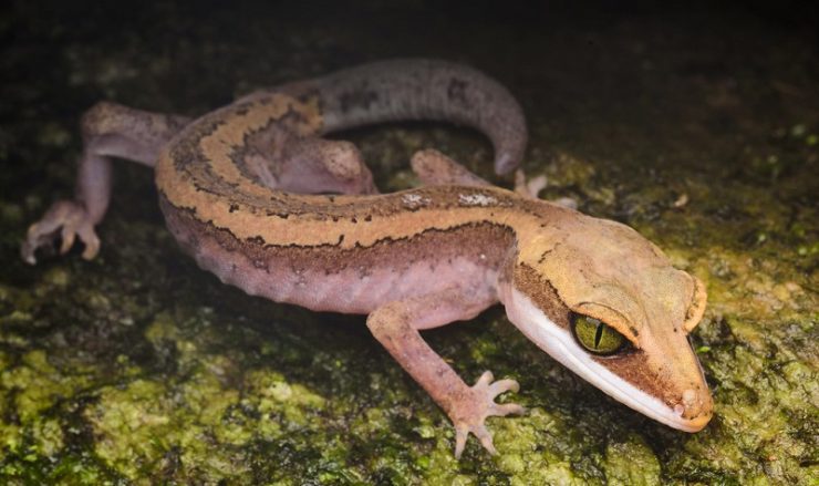 8 Especes De Geckos Faciles A Elever 8 Especes De Geckos Faciles A Elever