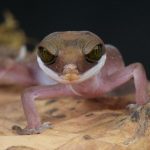 espèces de geckos faciles à élever