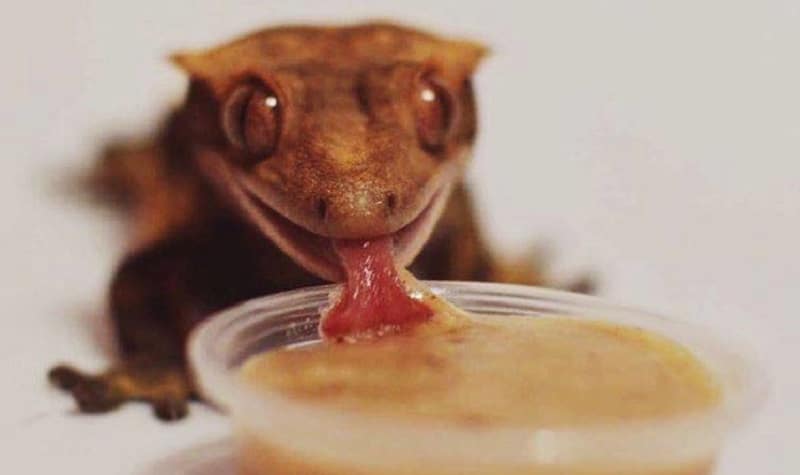 conseils gecko à crete