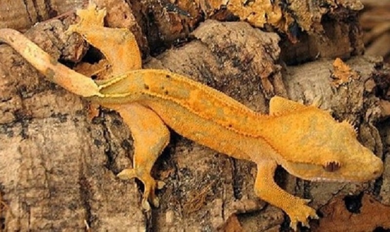 gecko crete