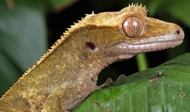 problème santé gecko à crete