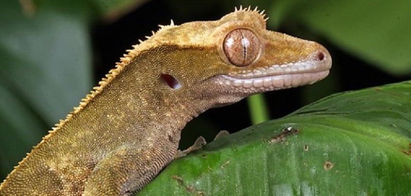Problèmes de santé courants chez le gecko à crête