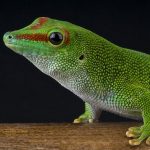 geckos faciles à élever