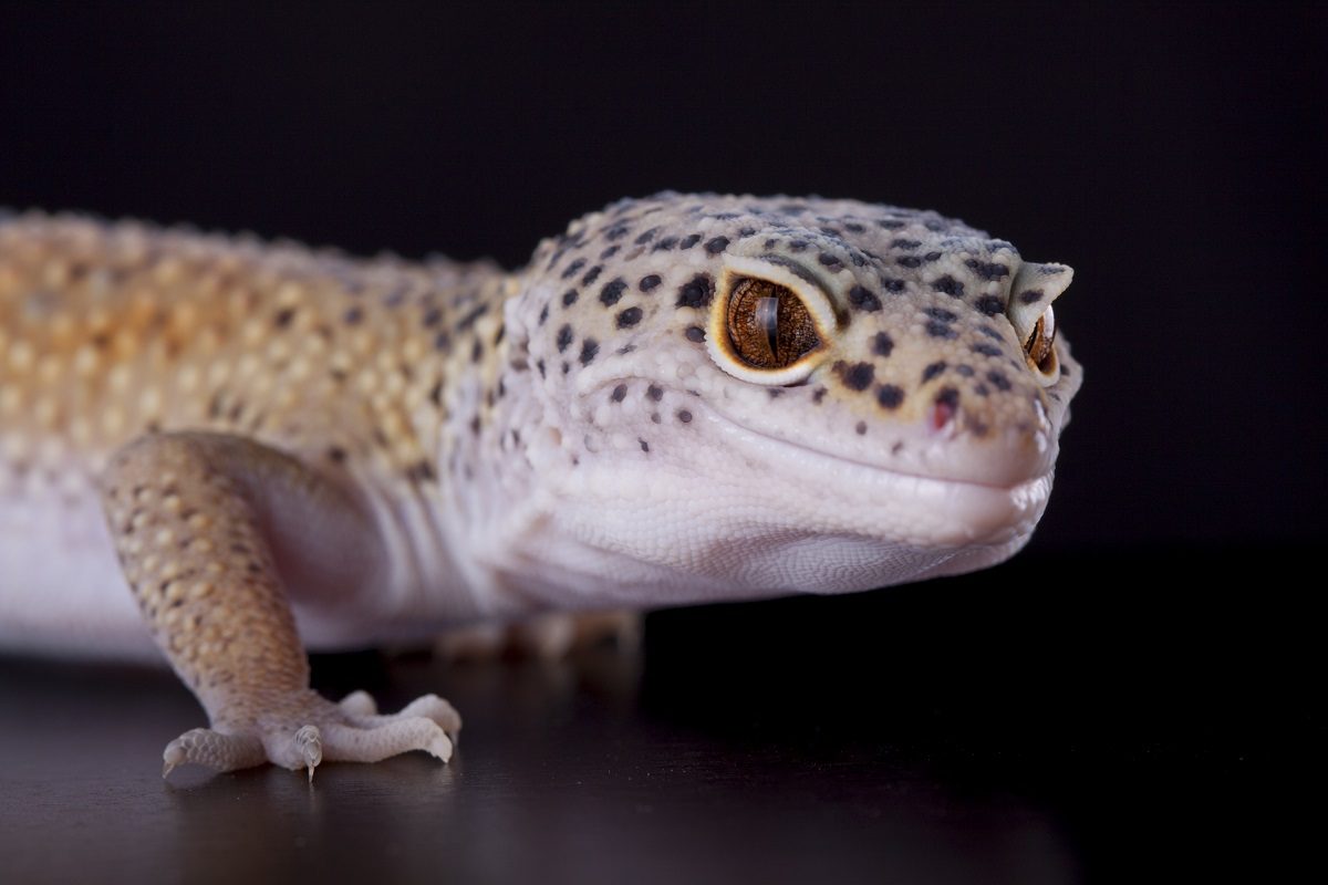 gecko leopard