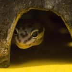 gecko léopard connaissances de base