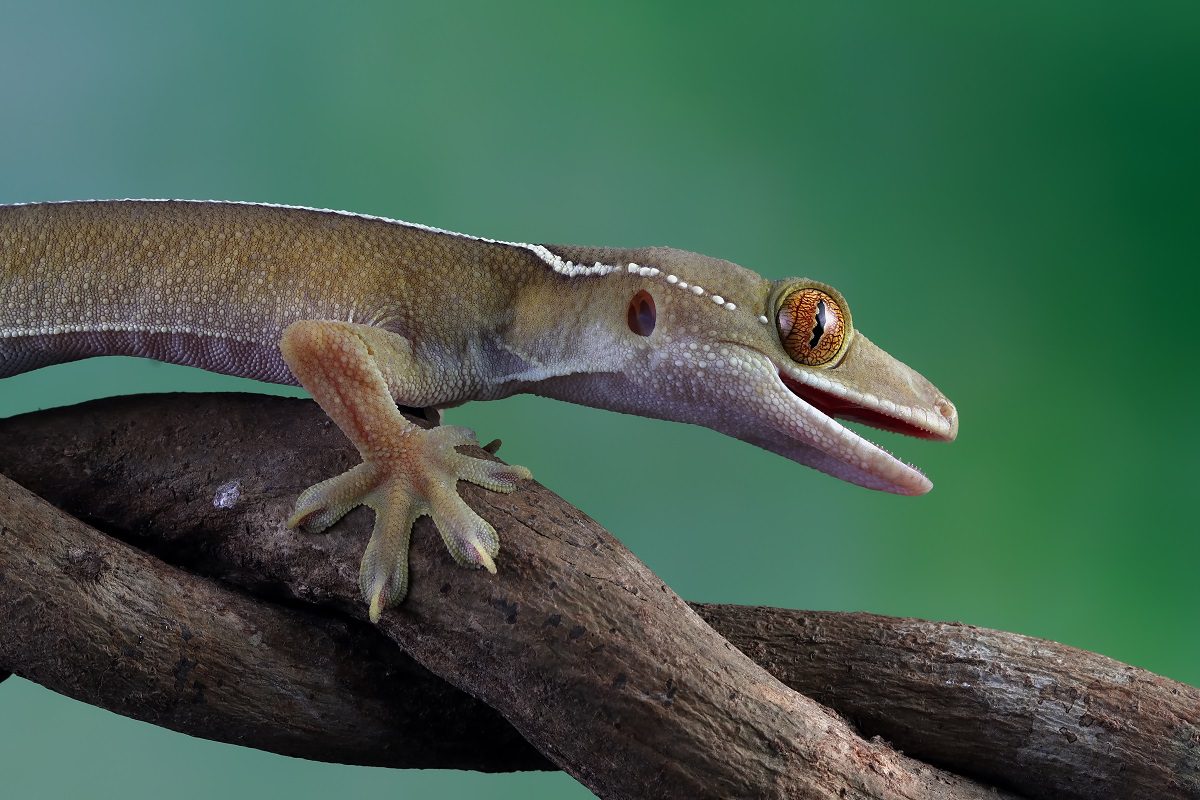 gecko ligné