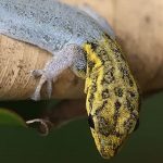 geckos faciles à élever