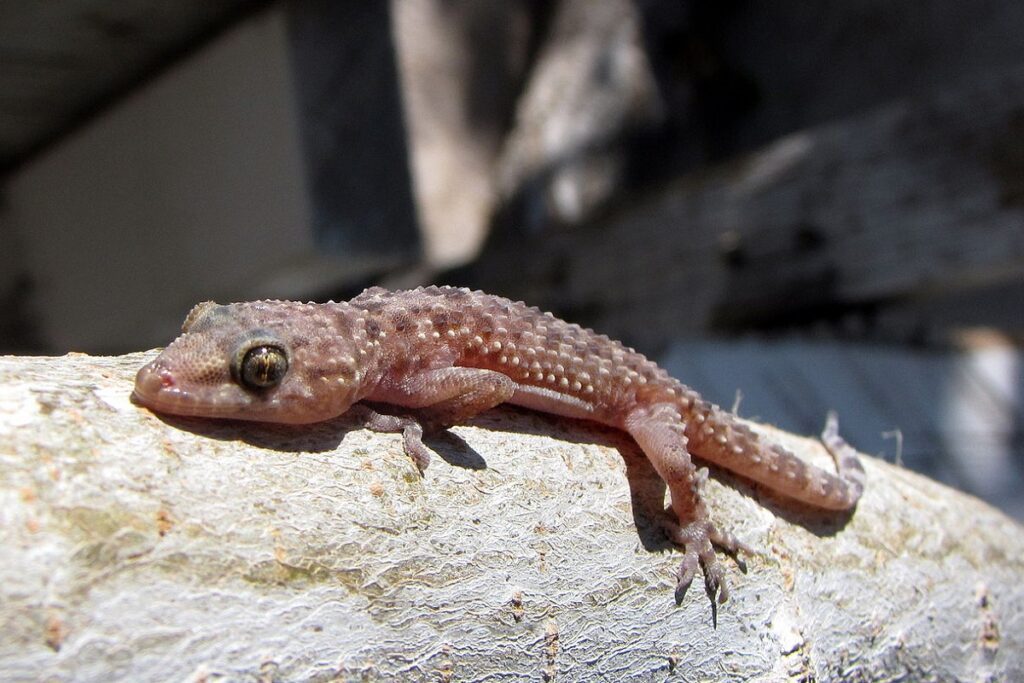 gecko facile à élever