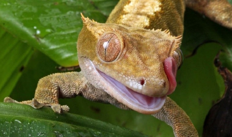 gecko à crete
