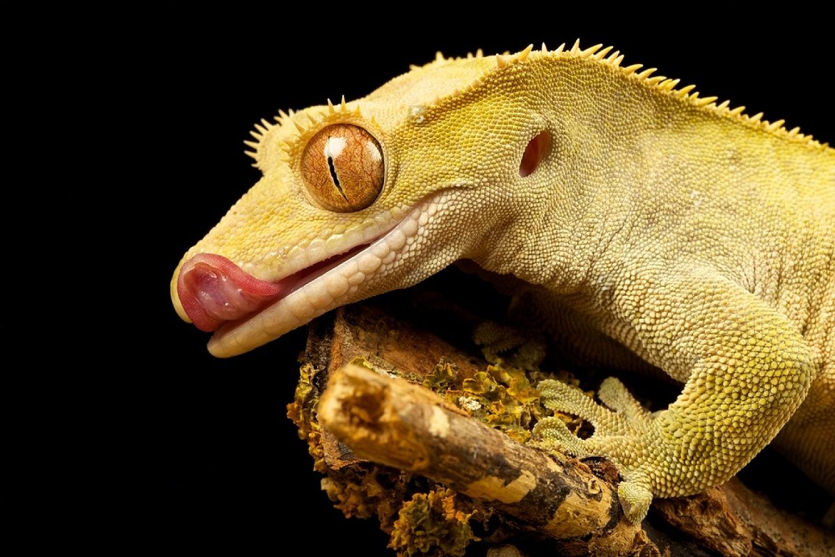 gecko à crête