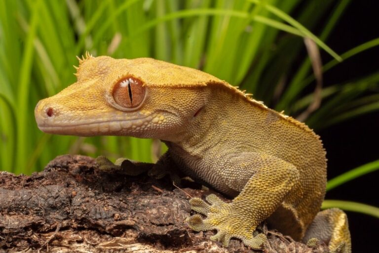santé du gecko à crête