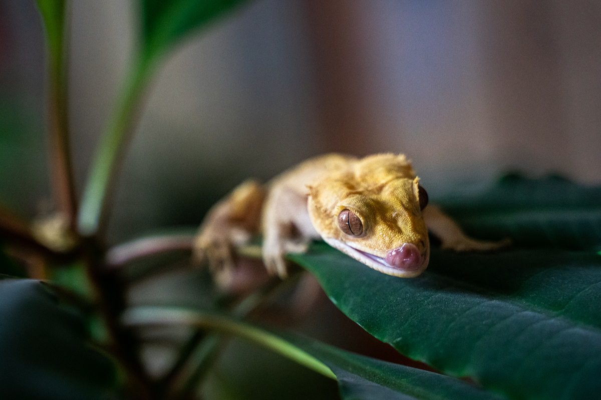 concevoir un terrarium pour un gecko à crête