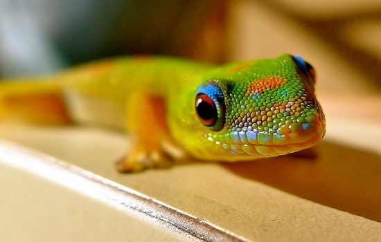 gecko diurne