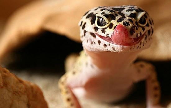 gecko léopard