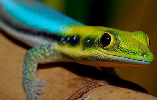 gecko Phelsuma klemmeri