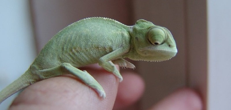 Un Lezard Comme Animal De Compagnie Un Lezard Comme Animal De Compagnie