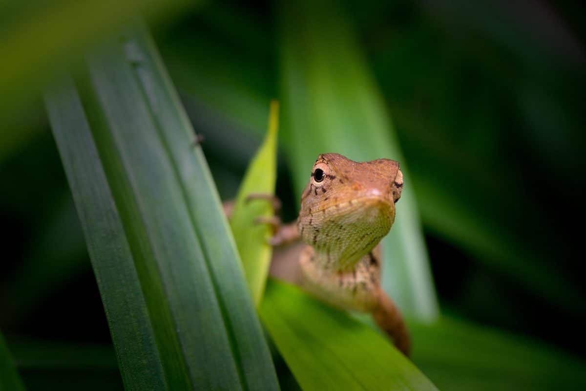 défenses naturelles du gecko