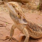 lézard animal de compagnie