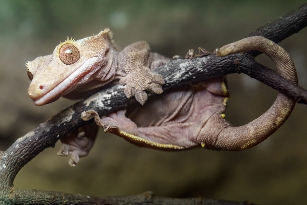 Comment prendre soin du gecko à crête