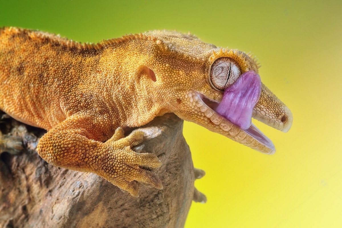 faits amusants sur le gecko à crête