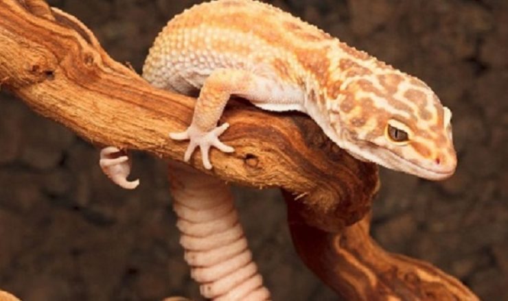 défenses naturelles du gecko