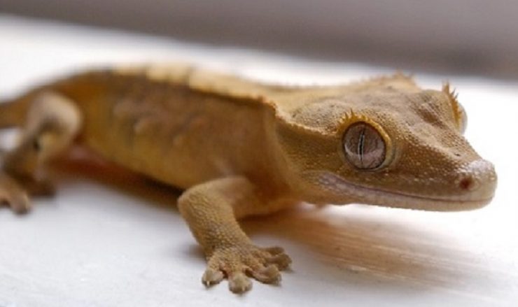 gecko à crete
