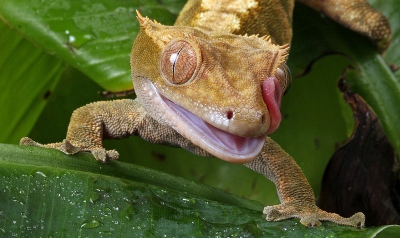 faits gecko à crete
