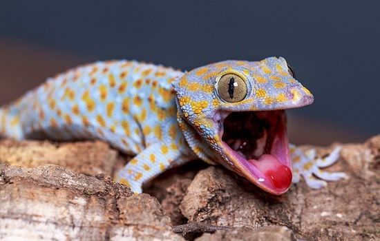 gecko tokay