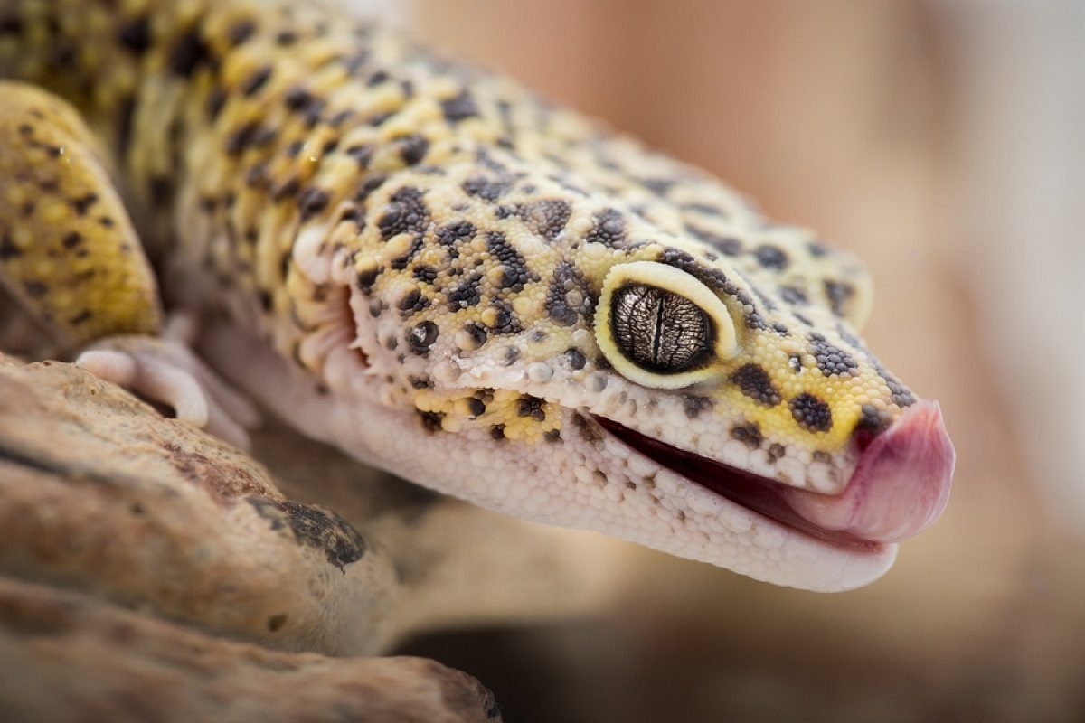 gecko leopard