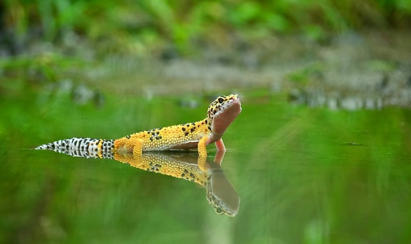 gecko leopard carrot tail