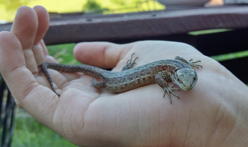 lezard animal de compagnie