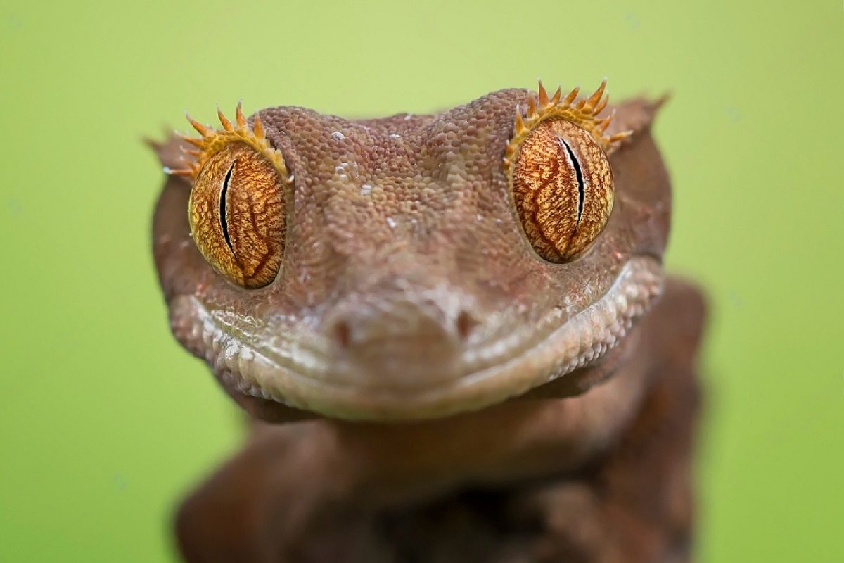 questions réponses sur le gecko à crête