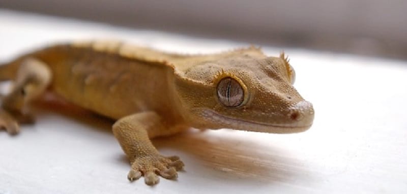 Questions/Réponses : gecko à crête