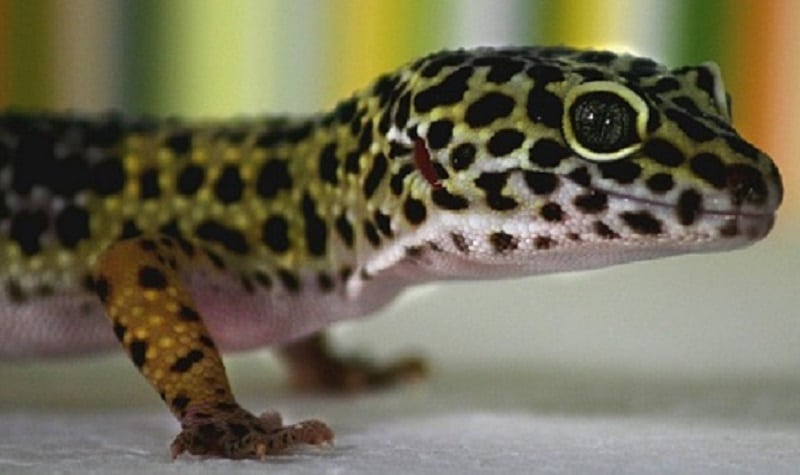 un gecko leopard