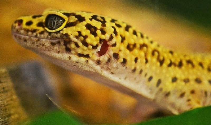 comportement gecko leopard