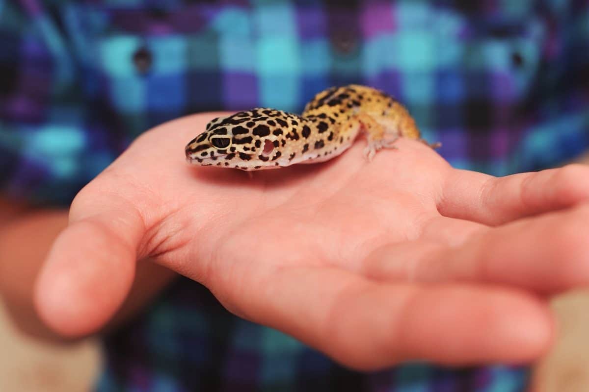 Comportement du gecko léopard