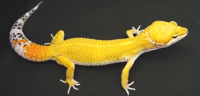 Le gecko léopard carrot tail