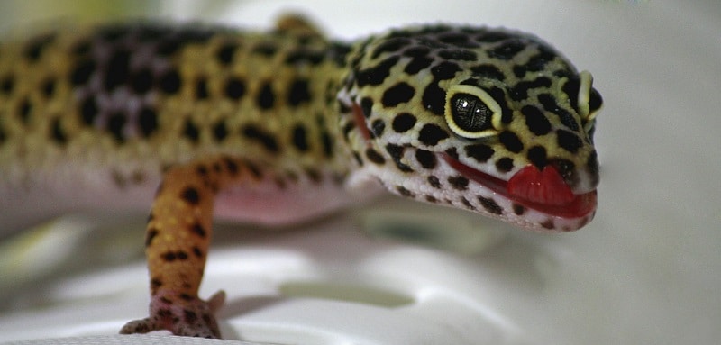 Informations de base sur le gecko léopard