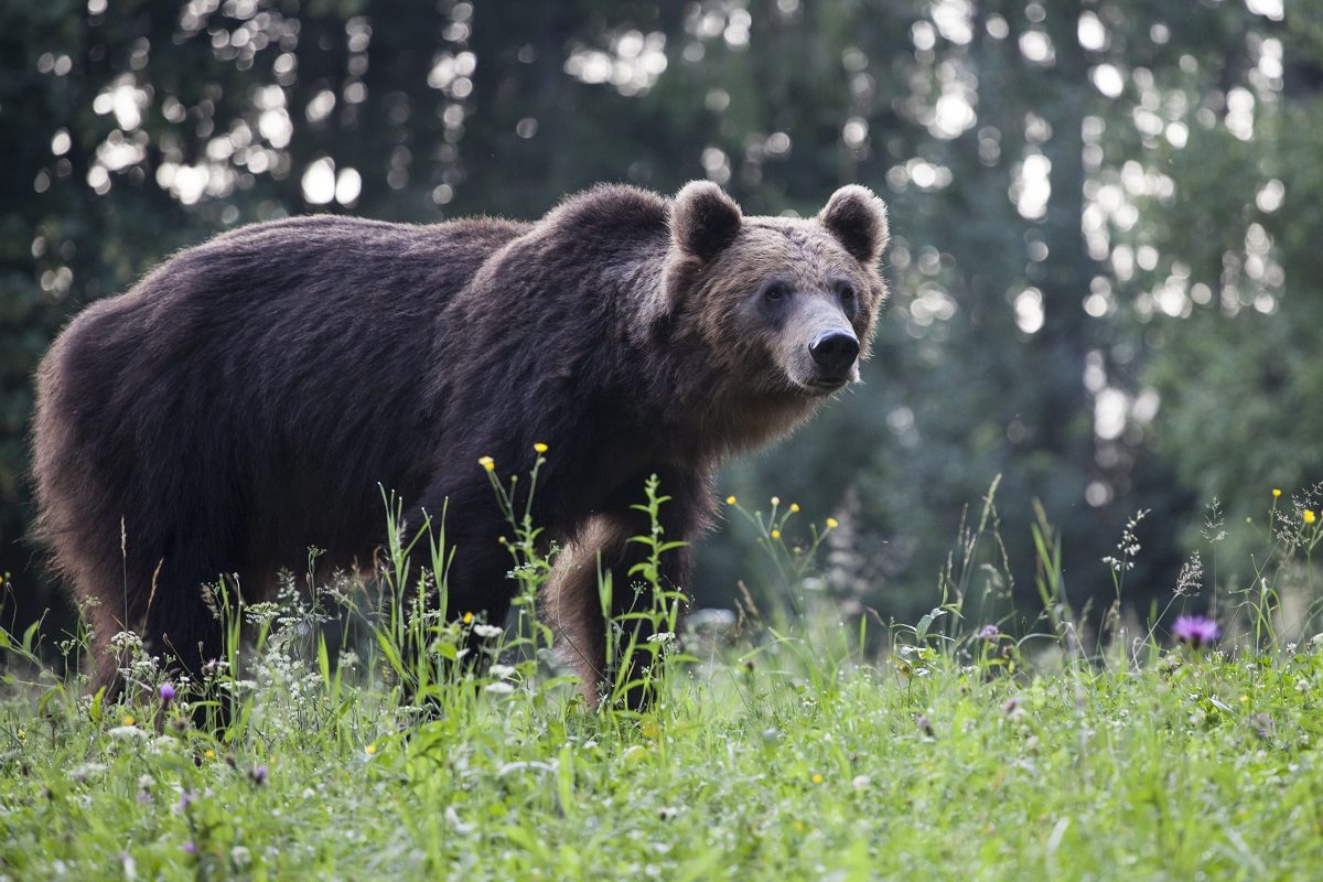 Préserver la nature et ses animaux