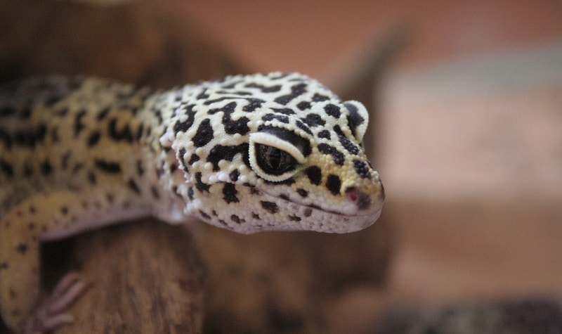gecko leopard