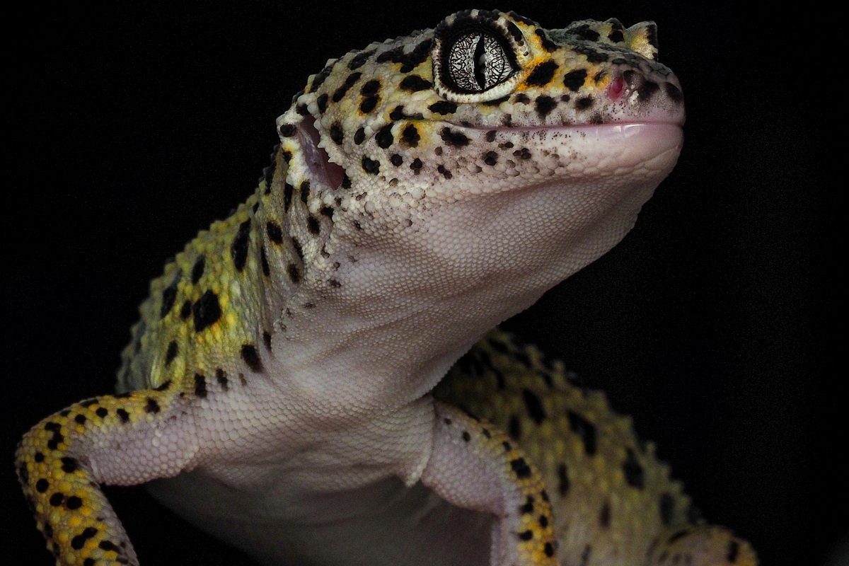 Élevage de geckos léopards