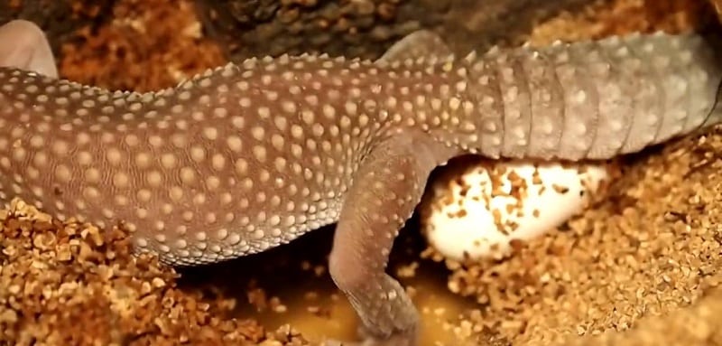 Élevage de geckos léopards