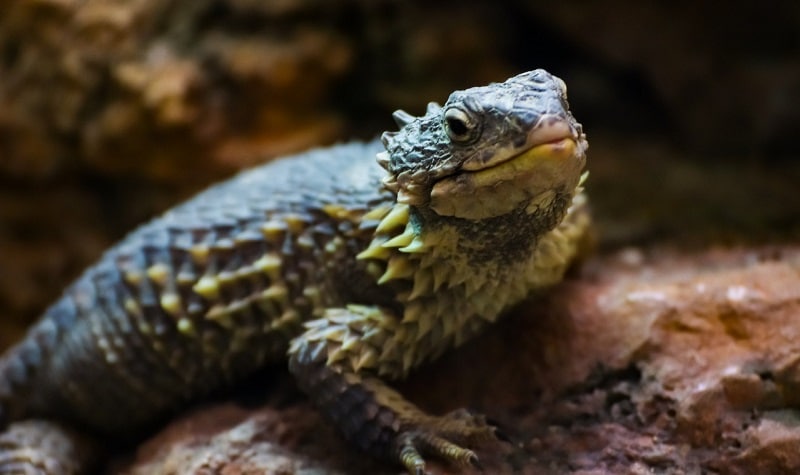 lézards surprenants