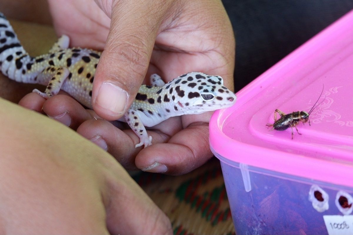 jouer avec gecko leopard